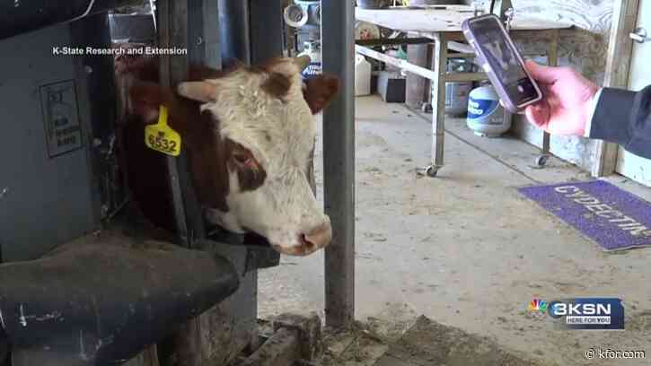 Facial recognition app developed for cows