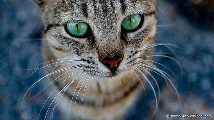 Pittsburgh City Council Advances Legislation Banning Cat Declawing