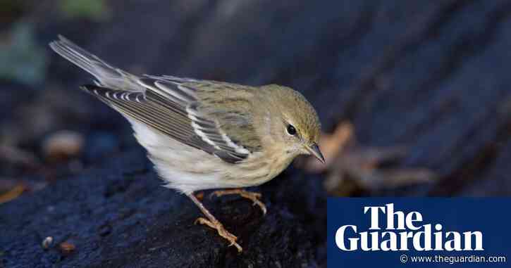 City flights: birds flocked to urban areas as Covid kept people home, study finds
