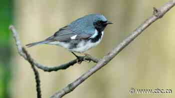 Birds treated city dwellers to more visits during pandemic lockdowns, study suggests