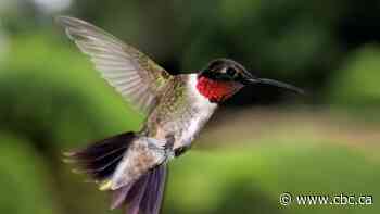Birds took advantage of lockdowns by hanging out in the city, study finds