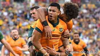 Expectations rise for Wallabies, as fans dare to dream after Springbok wins