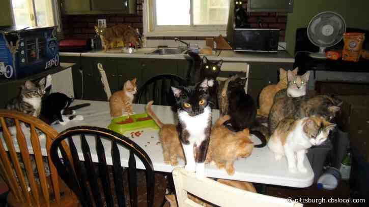 Organizations Partner To Help Armstrong County Veteran’s Family Overwhelmed With 60 Cats