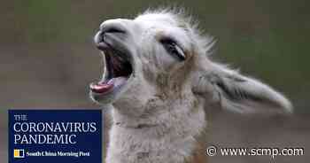 Llama antibodies show ‘significant potential’ as coronavirus treatment - South China Morning Post
