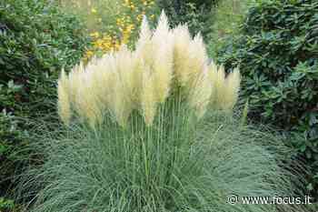 L’erba della pampa e altre piante invasive - Focus