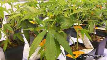 Aurora Cannabis to close Edmonton facility in move that will affect 8% of its total workforce