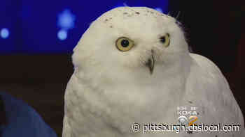 Owl-O-Ween Returns To National Aviary