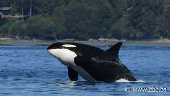 Apparent death of 47-year-old orca matriarch could have serious effects on pod, scientists fear