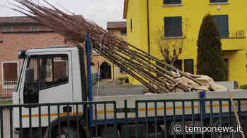 Soliera green, 123 nuovi alberi messi a dimora - Temponews - COOPERATIVA RADIO BRUNO srl