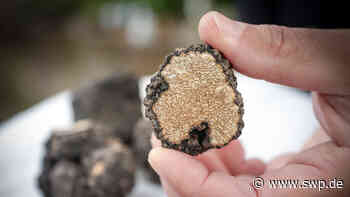 Ulm Aufregung in Eggingen: Überraschender Fund in einem Garten in Eggingen - SWP