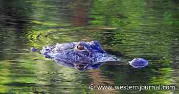 74-Year-Old Woman Fights 6-Foot Alligator in Crazy Rescue