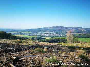 Die Region ist und bleibt grün: Hilchenbach und Netphen sind "Waldmeister" - Siegener Zeitung