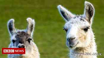 Covid: Immune therapy from llamas shows promise