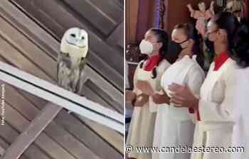 Lechuza baila al ritmo del coro de una iglesia y se hace viral en las redes - Candela