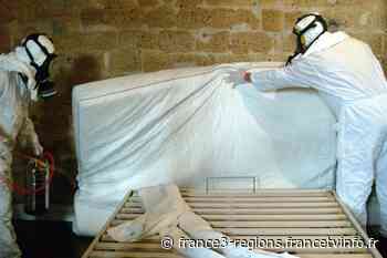 La ville de Nice part chasser la punaise de lit - France 3 Régions