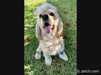 San Bruno Area Adoptable Pets: Cats, Guinea Pigs & More - San Bruno, CA Patch