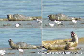 River Thames Thamesmead: Strangely adorable seal