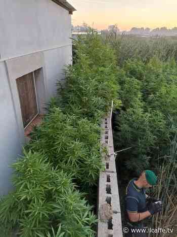 Ardea, Finanza sequestra coltivazione di 360 kg di marijuana. Arrestato 66enne - Il Caffè.tv