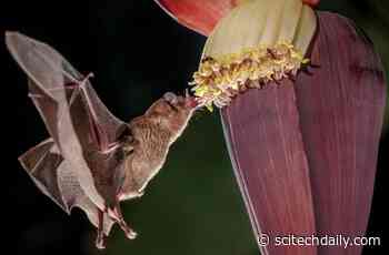 Bat Guts Become Less Healthy From Diet of “Fast Food” From Banana Plantations