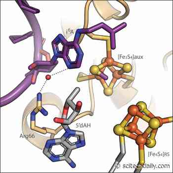 How To Modify RNA: Crucial Steps for Adding Chemical Tag To Transfer RNA Discovered