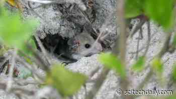 Burrowing Beach Mice Seek Shelter at NASA’s Kennedy Space Center