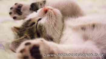 INTERNATIONAL CATS MONTH: Send in your photos of your lazy cats in East Lancashire