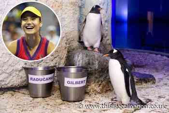 Penguin named after Bromley's tennis star Emma Raducanu