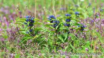 Gültlinger Artenvielfalt: Kreuzenzian lockt Ministerin auf Killberg