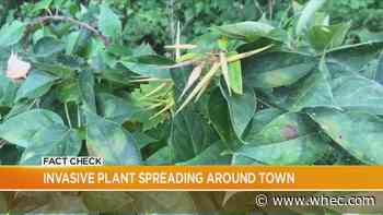 Fact Check: Invasive plant spreading around town