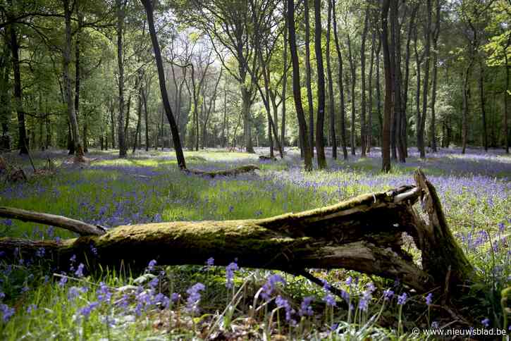 Veldwachter ’s nachts betrapt in bos met geweer, vergif en vallen op zak: zeven maanden cel geëist