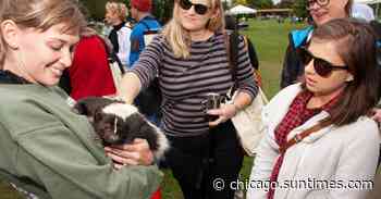 Friends of the Forest Preserves’ fifth year of Beer in the Woods mixes craft beer and nature at LaBagh Woods,… - Chicago Sun-Times