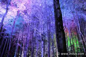 Michigan forest transformed into haunted Halloween nighttime sensory light show - MLive.com