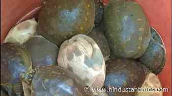 Uttarakhand forest dept rescues 20 more turtles, man booked - Hindustan Times