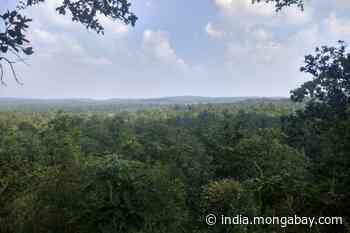 Yes, No or Maybe: Fate of Hasdeo Arand forest back in limbo - Mongabay-India