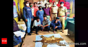 Ratnagiri: Forest department arrests three; seize leopard skin - Times of India