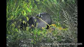Himalayan black bear shot dead by Uttarakhand forest officials in self-defence - Hindustan Times