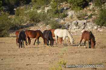 Driven away by forest fires, wild horses return to Turkey’s Antalya | Daily Sabah - Daily Sabah
