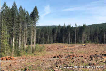 B.C.’s forest tenure plan could negatively impact Burns Lake - BCLocalNews