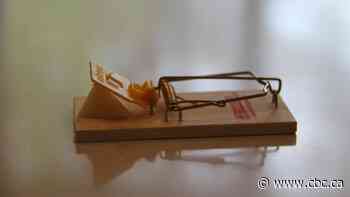 Fall weather has mice invading my home. I say bring 'em on