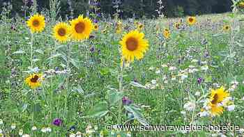 "Bienenstrom" aus Ottenbronn: Modellprojekt gegen das Insektensterben
