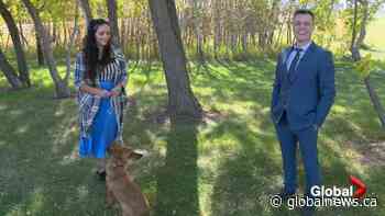 Adopt a Pet with Arlene the dog