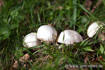 Ein Wochenende zum Pilzesammeln