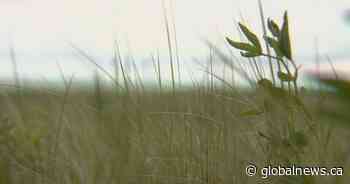 As Sask. grasslands decline, here are the Liberal government’s conservation promises