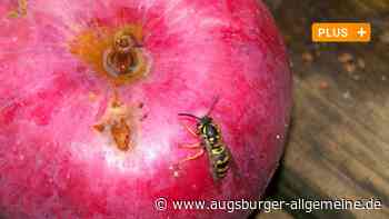 Bund Naturschutz gibt Tipps: Frieden schließen mit Wespen und Hornissen - Augsburger Allgemeine
