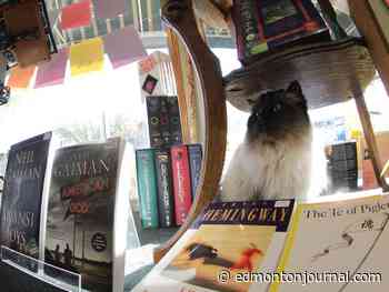 Wee Book Inn's words and cats celebrate half a century in Edmonton