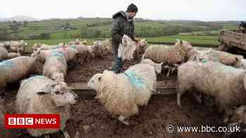 US lifting ban on imports of British lamb, says Boris Johnson