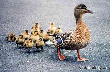 Les naissances du 16 au 23 septembre - Epinal infos - Epinal Infos