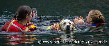 Schönau am Königssee: Wasserrettungshunde aus Dachau zu Gast - Berchtesgadener Anzeiger