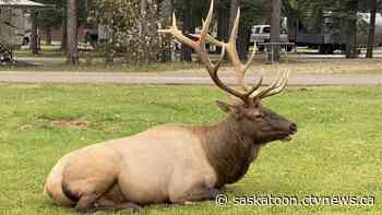 'It’s so visible to everyone': Sask. elk looking for love don't mind an audience