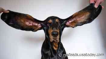 Adorable coonhound named Lou breaks Guinness World record for 'extravagantly long' ears